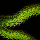 Illustration for article titled An Incredibly Life-Like Reconstruction Of A 400 Million-Year-Old Plant
